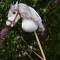 Hobby Horsing weißes Steckenpferd zum selber basteln