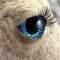 Augen und Wimpern  für Steckenpferd DIY Hobby Horse