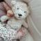Flow: Kuscheltier Teddy Lou beige mit Komfort Spieluhr